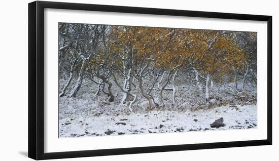 Tired Trees 2-Moises Levy-Framed Photographic Print
