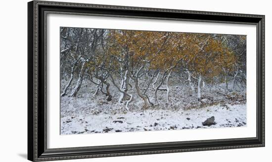 Tired Trees 2-Moises Levy-Framed Photographic Print