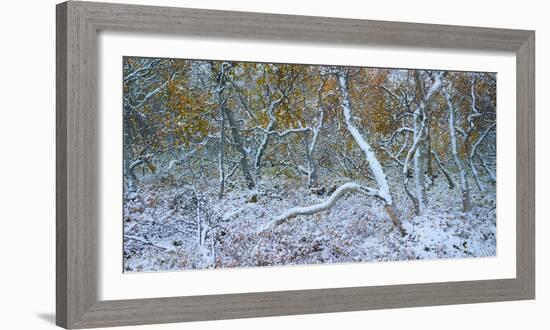 Tired Trees 3-Moises Levy-Framed Photographic Print