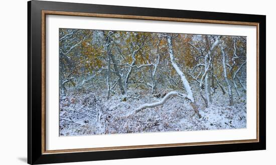 Tired Trees 3-Moises Levy-Framed Photographic Print