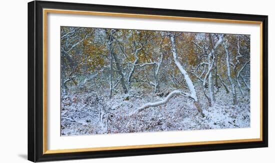 Tired Trees 3-Moises Levy-Framed Photographic Print