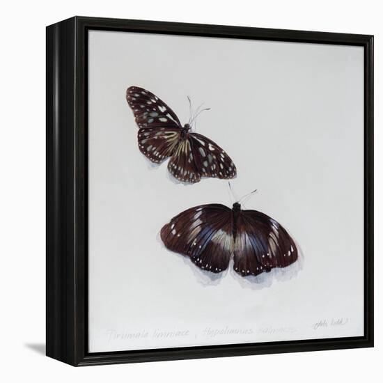 Tirumala limniace and Hypolimnia salmacis, 2014-Odile Kidd-Framed Premier Image Canvas