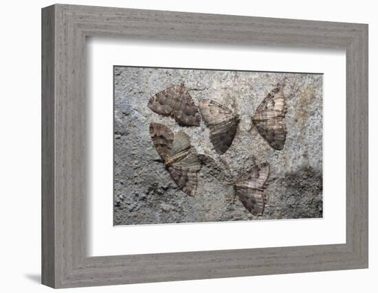 Tissue moths hibernating, Peak District, Derbyshire, UK-Alex Hyde-Framed Photographic Print