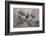 Tissue moths hibernating, Peak District, Derbyshire, UK-Alex Hyde-Framed Photographic Print