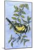 Tit in Blackthorn and Sloe-Nell Hill-Mounted Giclee Print