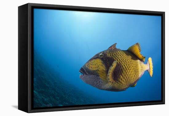 Titan Triggerfish (Balistoides Viridescens)-Reinhard Dirscherl-Framed Premier Image Canvas
