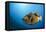 Titan Triggerfish (Balistoides Viridescens)-Reinhard Dirscherl-Framed Premier Image Canvas