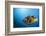 Titan Triggerfish (Balistoides Viridescens)-Reinhard Dirscherl-Framed Photographic Print