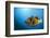 Titan Triggerfish (Balistoides Viridescens)-Reinhard Dirscherl-Framed Photographic Print