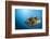 Titan Triggerfish (Balistoides Viridescens)-Reinhard Dirscherl-Framed Photographic Print