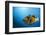 Titan Triggerfish (Balistoides Viridescens)-Reinhard Dirscherl-Framed Photographic Print