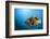 Titan Triggerfish (Balistoides Viridescens)-Reinhard Dirscherl-Framed Photographic Print