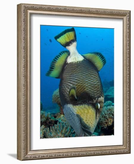 Titan Triggerfish Picking at Coral, Solomon Islands-Stocktrek Images-Framed Photographic Print