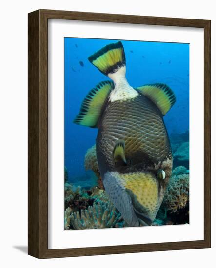 Titan Triggerfish Picking at Coral, Solomon Islands-Stocktrek Images-Framed Photographic Print