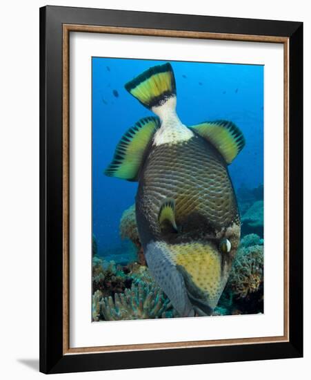 Titan Triggerfish Picking at Coral, Solomon Islands-Stocktrek Images-Framed Photographic Print