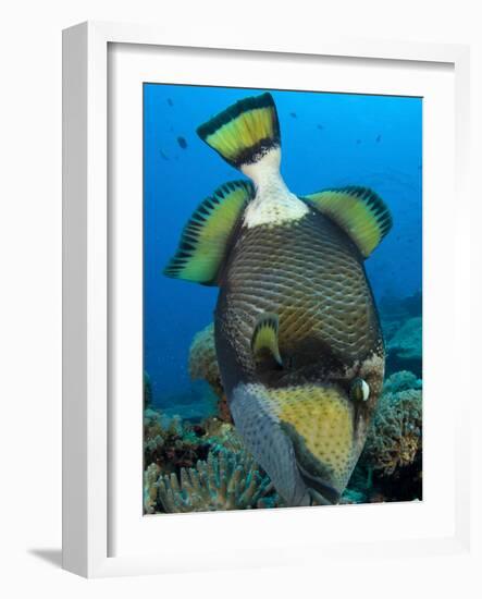 Titan Triggerfish Picking at Coral, Solomon Islands-Stocktrek Images-Framed Photographic Print