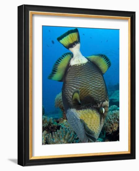 Titan Triggerfish Picking at Coral, Solomon Islands-Stocktrek Images-Framed Photographic Print