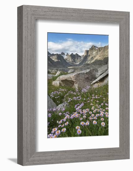 Titcomb Basin wildflowers composed of purple Asters, Bridger Wilderness, Wind River Range, Wyoming.-Alan Majchrowicz-Framed Photographic Print