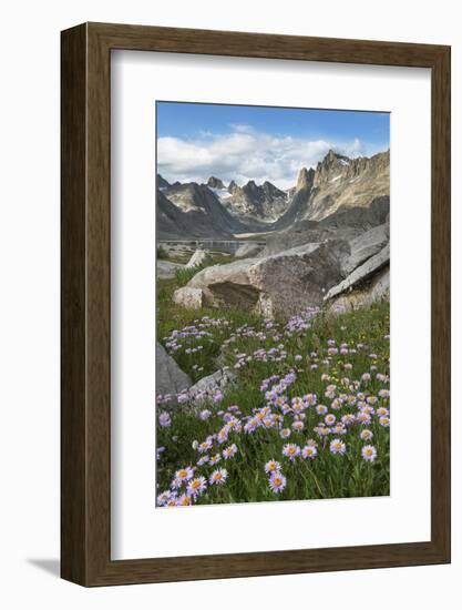 Titcomb Basin wildflowers composed of purple Asters, Bridger Wilderness, Wind River Range, Wyoming.-Alan Majchrowicz-Framed Photographic Print