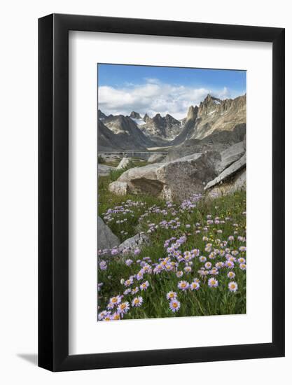 Titcomb Basin wildflowers composed of purple Asters, Bridger Wilderness, Wind River Range, Wyoming.-Alan Majchrowicz-Framed Photographic Print