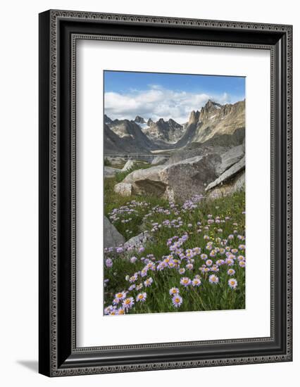 Titcomb Basin wildflowers composed of purple Asters, Bridger Wilderness, Wind River Range, Wyoming.-Alan Majchrowicz-Framed Photographic Print