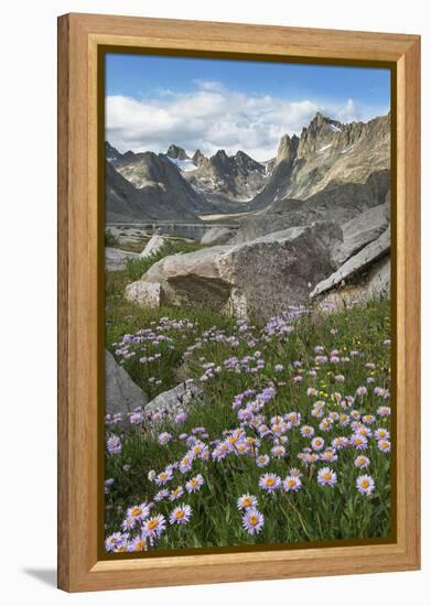 Titcomb Basin wildflowers composed of purple Asters, Bridger Wilderness, Wind River Range, Wyoming.-Alan Majchrowicz-Framed Premier Image Canvas