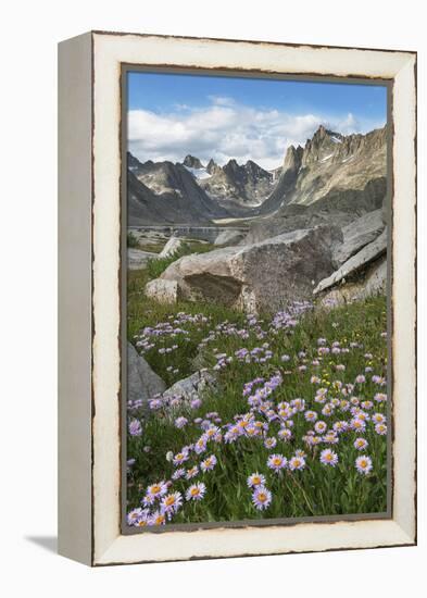 Titcomb Basin wildflowers composed of purple Asters, Bridger Wilderness, Wind River Range, Wyoming.-Alan Majchrowicz-Framed Premier Image Canvas