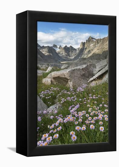 Titcomb Basin wildflowers composed of purple Asters, Bridger Wilderness, Wind River Range, Wyoming.-Alan Majchrowicz-Framed Premier Image Canvas