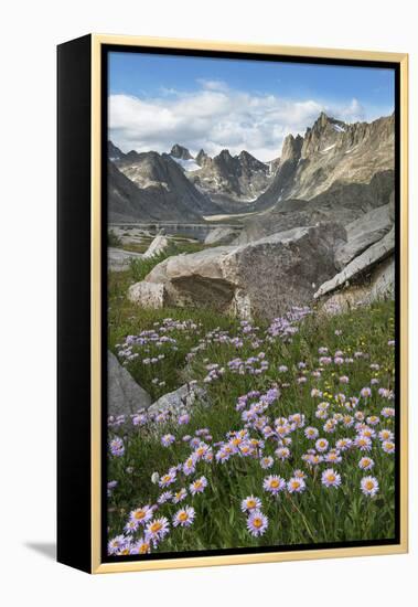 Titcomb Basin wildflowers composed of purple Asters, Bridger Wilderness, Wind River Range, Wyoming.-Alan Majchrowicz-Framed Premier Image Canvas