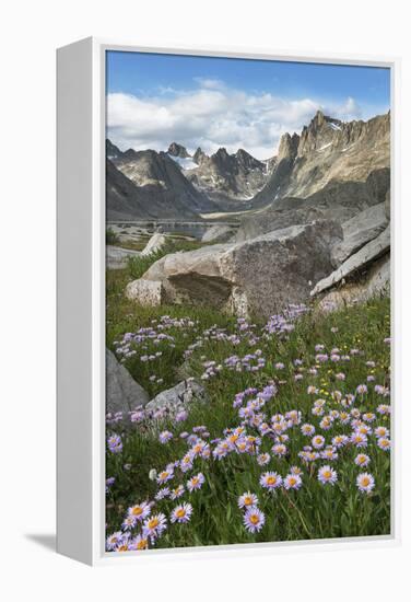 Titcomb Basin wildflowers composed of purple Asters, Bridger Wilderness, Wind River Range, Wyoming.-Alan Majchrowicz-Framed Premier Image Canvas