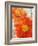 Tithonia Bloom 1-Ken Roko-Framed Art Print