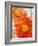 Tithonia Bloom 1-Ken Roko-Framed Art Print