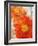 Tithonia Bloom 1-Ken Roko-Framed Art Print