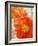 Tithonia Bloom 1-Ken Roko-Framed Art Print