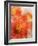 Tithonia Bloom 2-Ken Roko-Framed Art Print