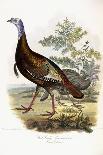 Wild Turkey, Male and Female, 1808-1814-Titian Ramsey Peale-Giclee Print