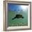 Titicaca Water Frog (Telmatobius Culeus) Swimming Underwater, Lake Titicaca, Bolivia-Bert Willaert-Framed Photographic Print