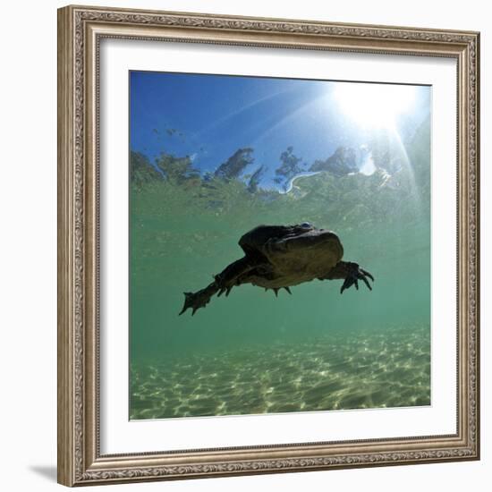 Titicaca Water Frog (Telmatobius Culeus) Swimming Underwater, Lake Titicaca, Bolivia-Bert Willaert-Framed Photographic Print