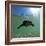 Titicaca Water Frog (Telmatobius Culeus) Swimming Underwater, Lake Titicaca, Bolivia-Bert Willaert-Framed Photographic Print