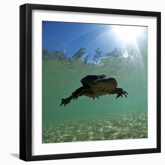 Titicaca Water Frog (Telmatobius Culeus) Swimming Underwater, Lake Titicaca, Bolivia-Bert Willaert-Framed Photographic Print