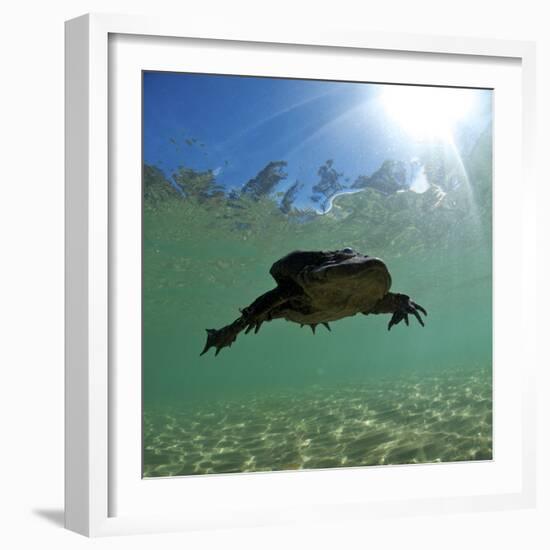 Titicaca Water Frog (Telmatobius Culeus) Swimming Underwater, Lake Titicaca, Bolivia-Bert Willaert-Framed Photographic Print