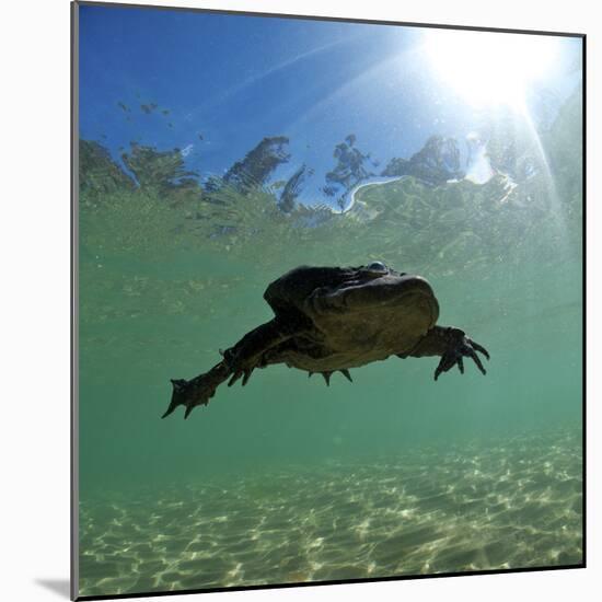 Titicaca Water Frog (Telmatobius Culeus) Swimming Underwater, Lake Titicaca, Bolivia-Bert Willaert-Mounted Photographic Print