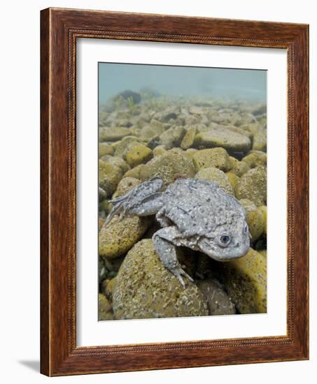 Titicaca Water Frog (Telmatobius Culeus) Underwater Resting on the Lake Bed, Lake Titicaca, Bolivia-Bert Willaert-Framed Photographic Print