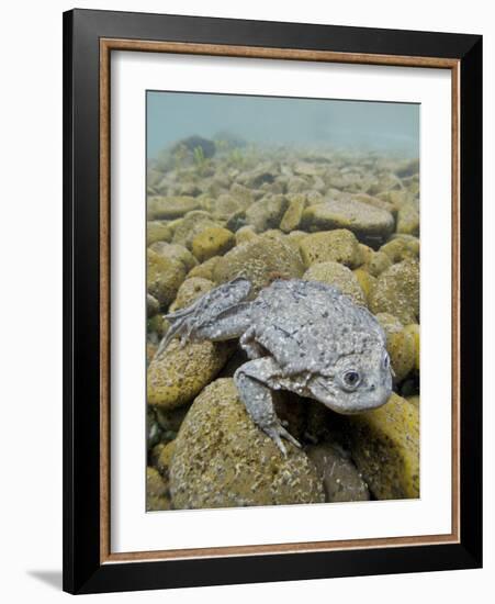 Titicaca Water Frog (Telmatobius Culeus) Underwater Resting on the Lake Bed, Lake Titicaca, Bolivia-Bert Willaert-Framed Photographic Print