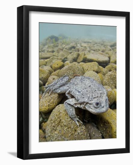 Titicaca Water Frog (Telmatobius Culeus) Underwater Resting on the Lake Bed, Lake Titicaca, Bolivia-Bert Willaert-Framed Photographic Print