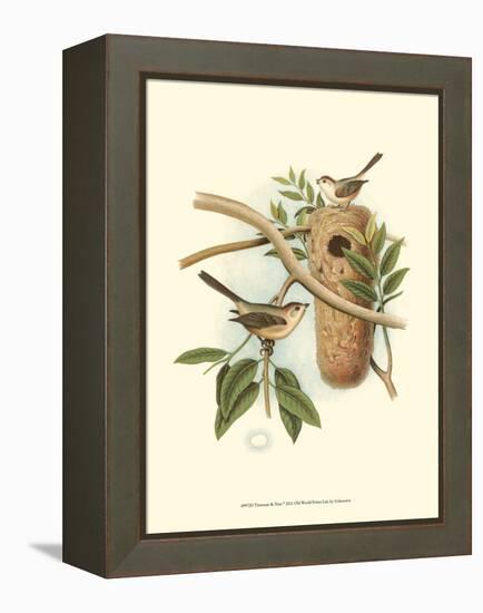 Titmouse & Nest-null-Framed Stretched Canvas