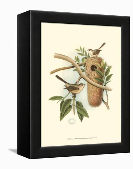 Titmouse & Nest-null-Framed Stretched Canvas