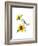 Titmouse with Sunflower, 2016-John Keeling-Framed Premium Giclee Print