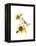 Titmouse with Sunflower, 2016-John Keeling-Framed Premier Image Canvas