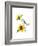 Titmouse with Sunflower, 2016-John Keeling-Framed Giclee Print